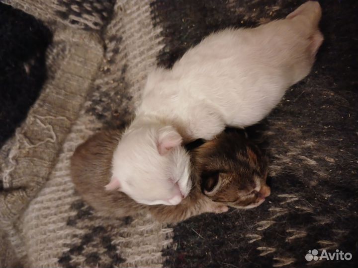 Котята в добрые руки