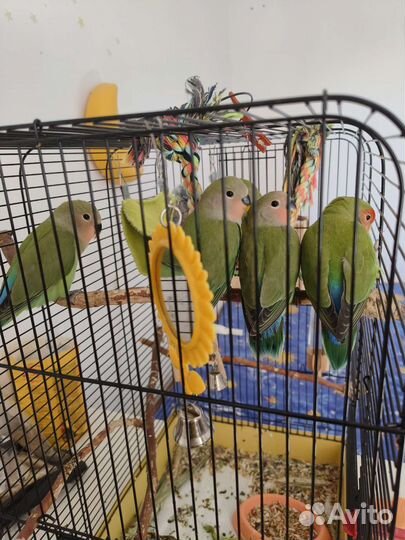 Птенцы Неразлучники домашнего разведения