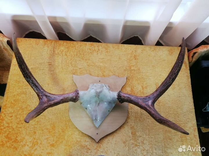 Рога молодого лося