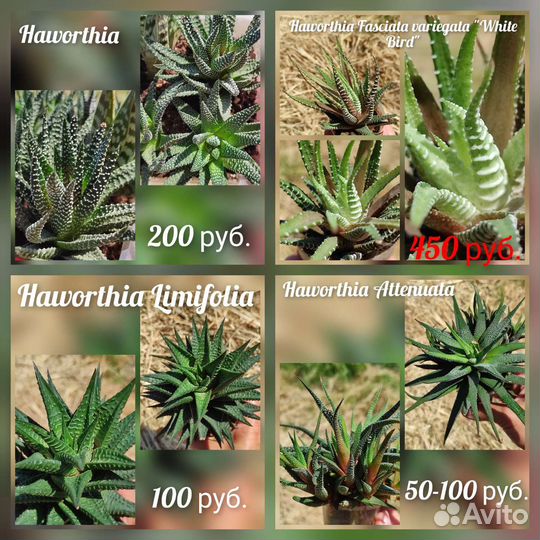 Суккуленты сортовые