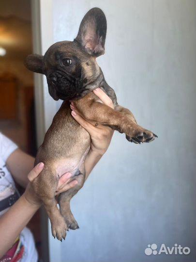 Щенки французского бульдог