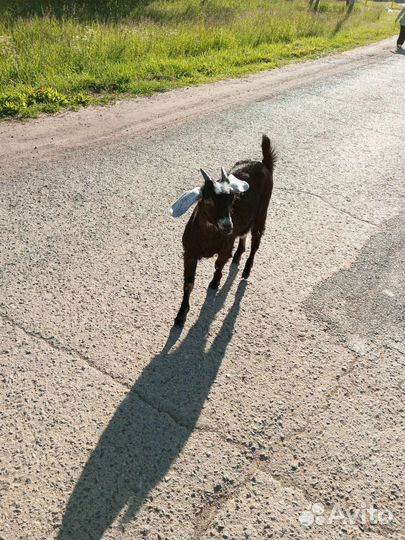 Продам козочку