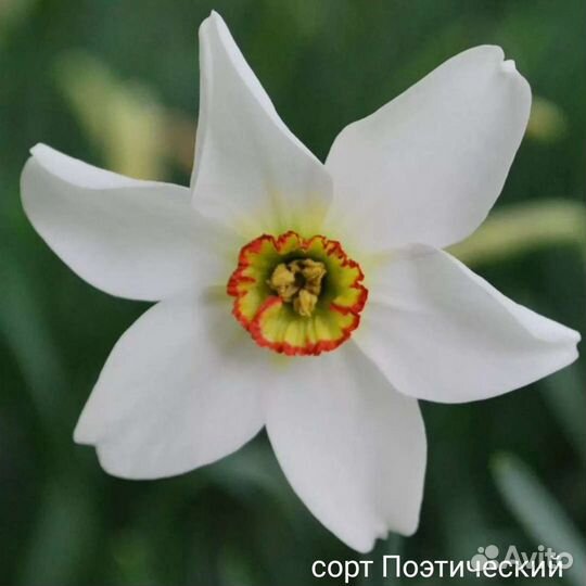 Нарциссы (5 луковиц)