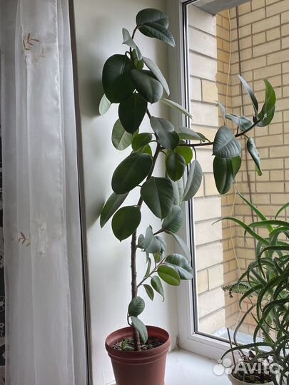 Фикус эластика робуста