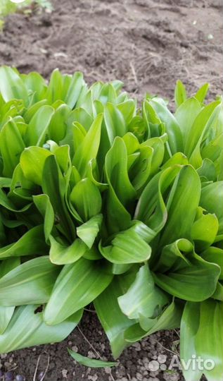 Луковицы безвременника