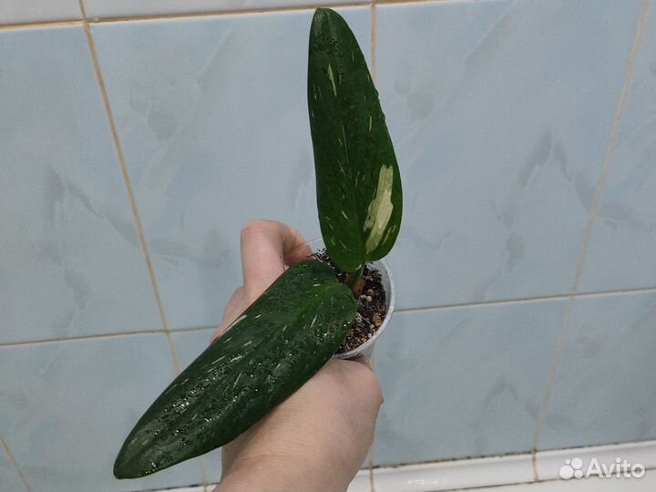 Филодендрон