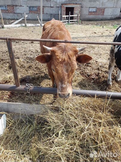 Быки на откорм