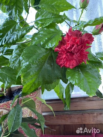 Гибискус китайская роза, Фикус