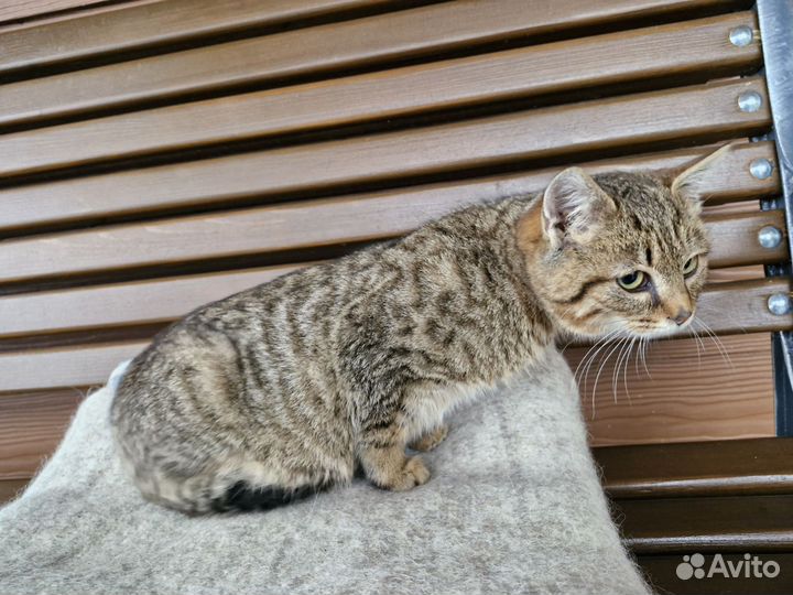 Котенок в добрые руки 3 месяца девочка тигрик