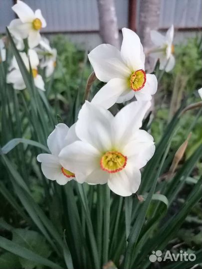 Нарциссы