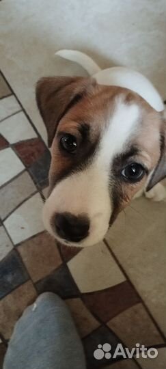 Щенки джек рассел терьер гладкошерстный