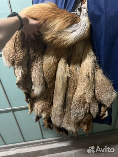 Шкура лисы рыжей (огненной)