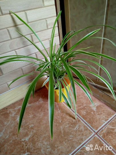 Хлорофитум хохлатый