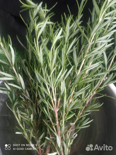 Розмарин свежий, сушёный