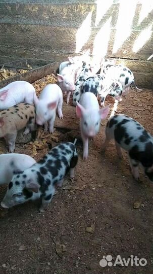 Поросенок белая крупная + дюрок