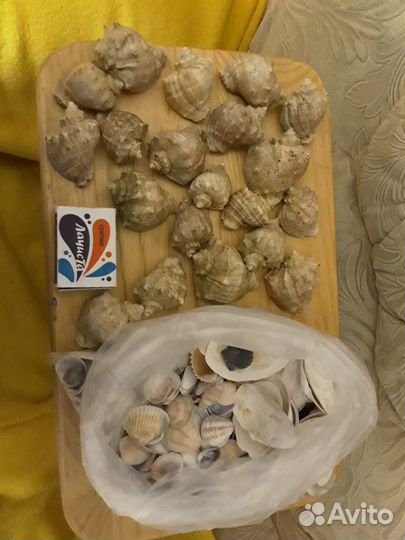 Морские ракушки раковины