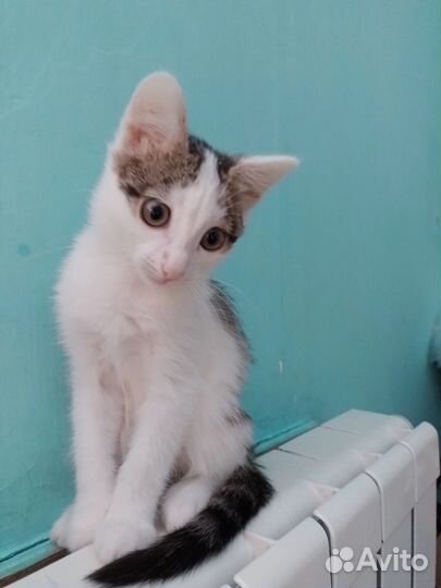 Котенок