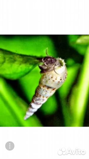 Гуппи, молинезии,меченосцы. Водоросли,улитки