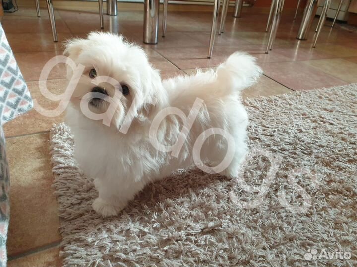 Щенки мини мальтезе РКФ