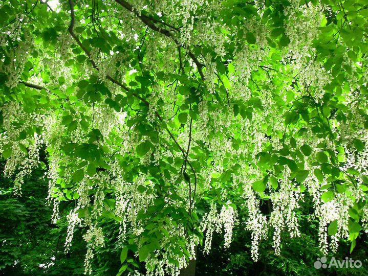 Декоративные деревья