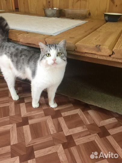 Кот
