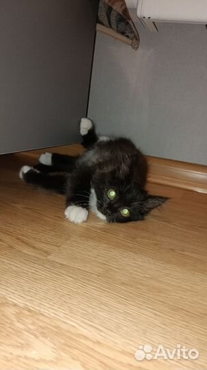 Котенок бесплатно