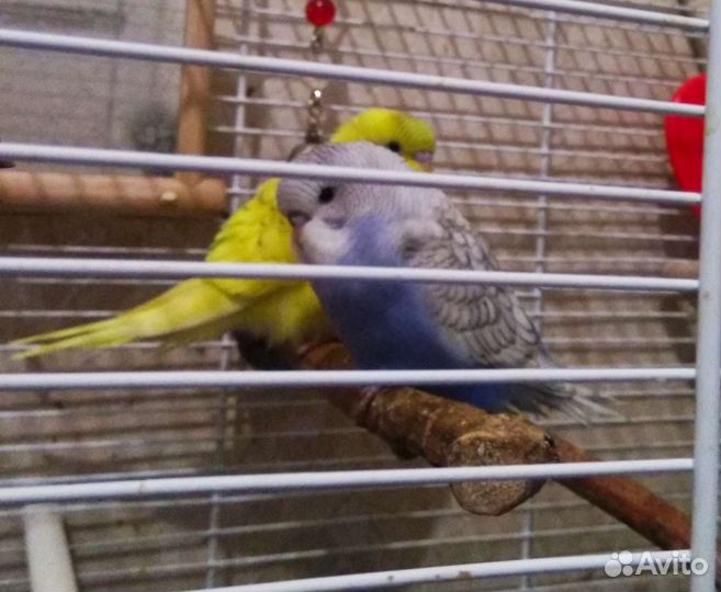 Домашние попугаи, сокращение стаи