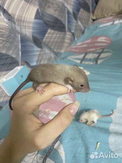 Крысы дамбо