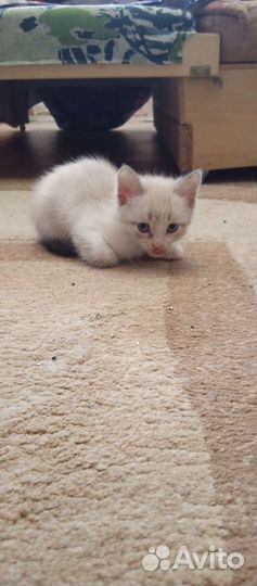 Котята