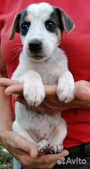 Метис в добрые руки