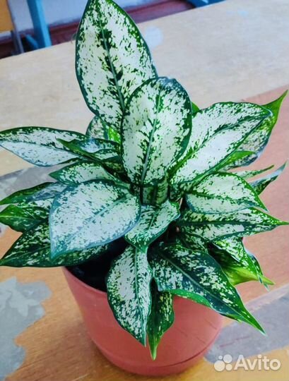 Продам отростки цветов