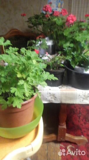 Продам цветы комнатные и садовые