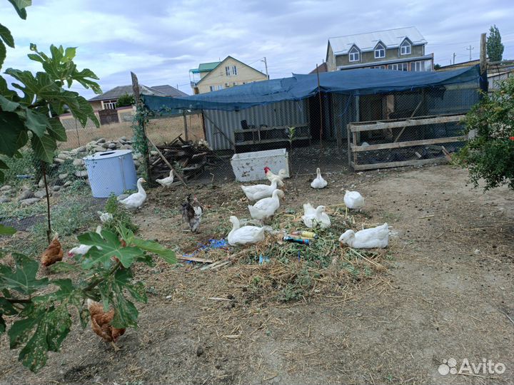 Гусьи породы Линда