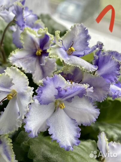 Фиалки сенполии