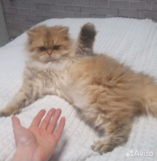 Британский кот вязка