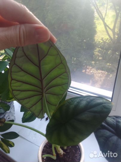 Алоказия Шкура Дракона