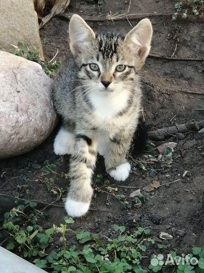 Котята от соседской кошки крысоловки в добрые руки