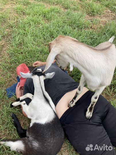 Козье молоко, сыр, слив. масло,топленое масло