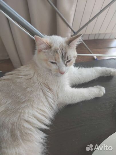Кошка в дар