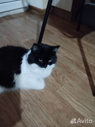 Котик Тиша очень ищет дом