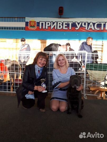 Кобель на вязку