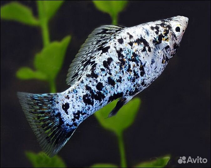 Моллинезия