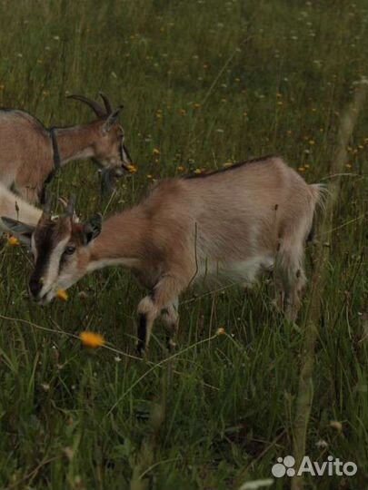 Козочки и козлята