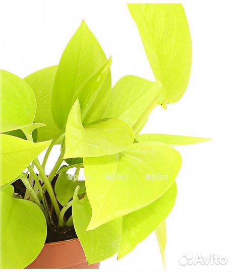 Эпипремнумы разные сорта