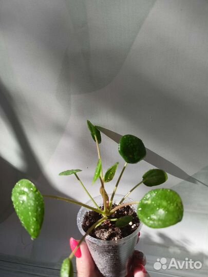 Пилея Пеперомиедивная