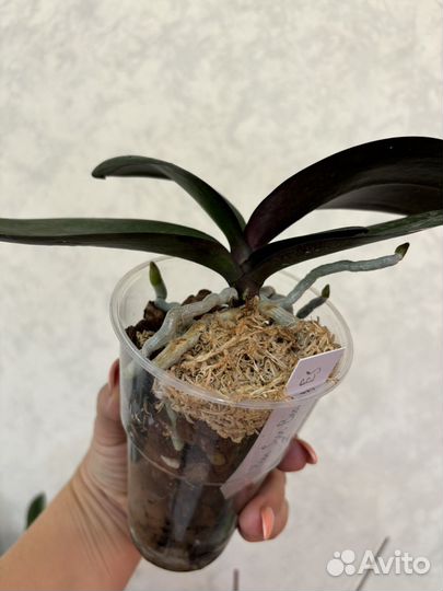 Орхидея бабочка