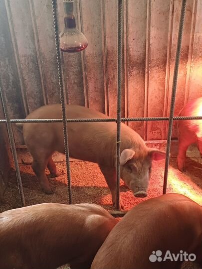 Поросята дюрок, дюрок с ландрасом