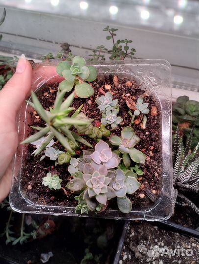 Суккуленты