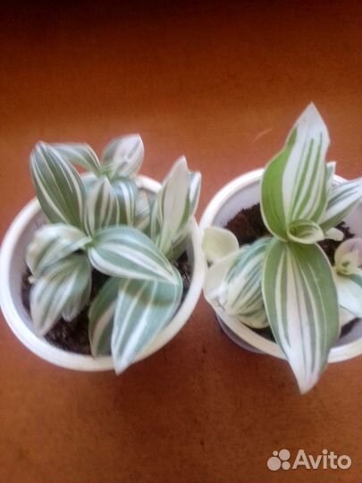 Традесканция