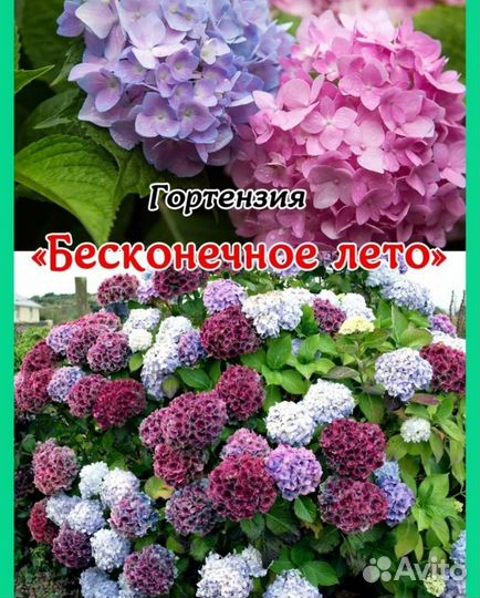 Гортензия крупнолистная ремонтантная